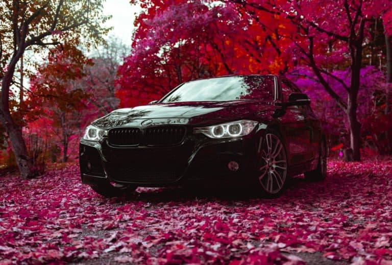 black car in a rose forest